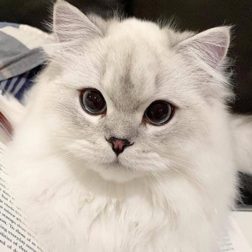 สมาชิกหมายเลข 4088748