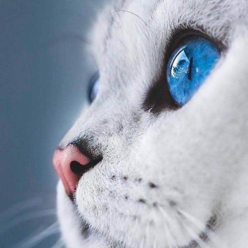 สมาชิกหมายเลข 4160955