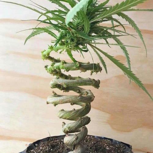 สมาชิกหมายเลข 6239493