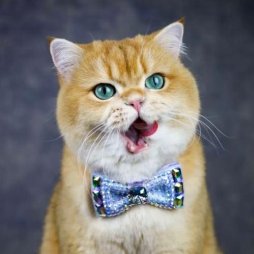 สมาชิกหมายเลข 6979136