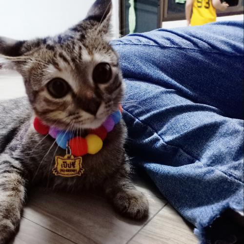 สมาชิกหมายเลข 6239959