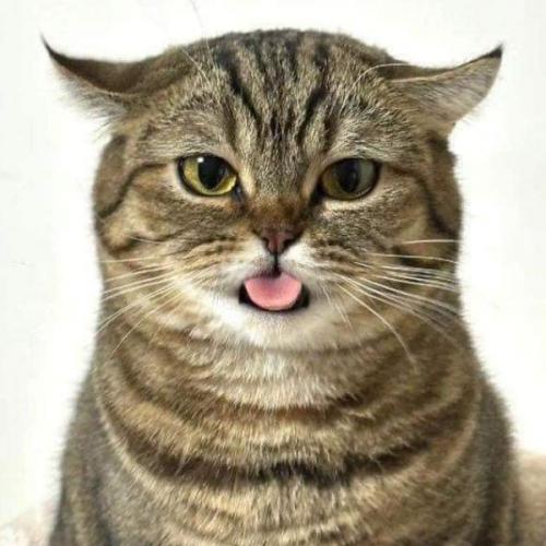 สมาชิกหมายเลข 8395279