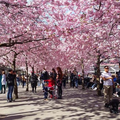 สมาชิกหมายเลข 4238194