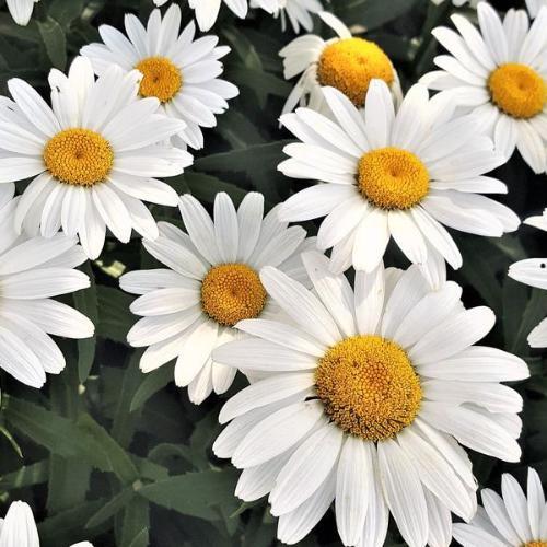 สมาชิกหมายเลข 5664711