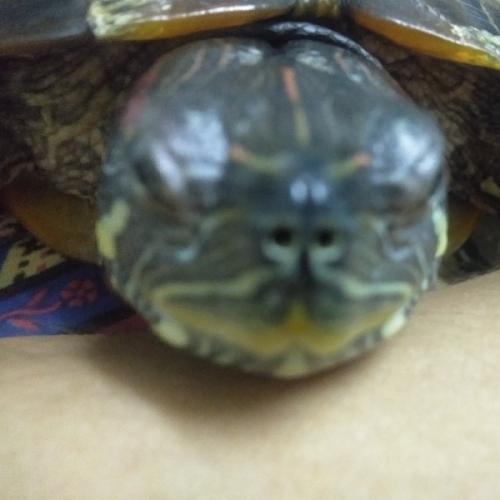 สมาชิกหมายเลข 4186781