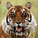 สมาชิกหมายเลข 4512720