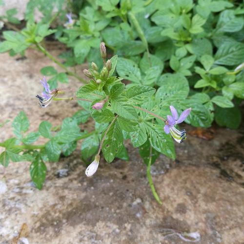 สมาชิกหมายเลข 3339628