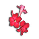 สมาชิกหมายเลข 3673031