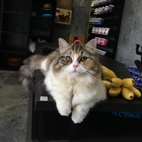 สมาชิกหมายเลข 2609141