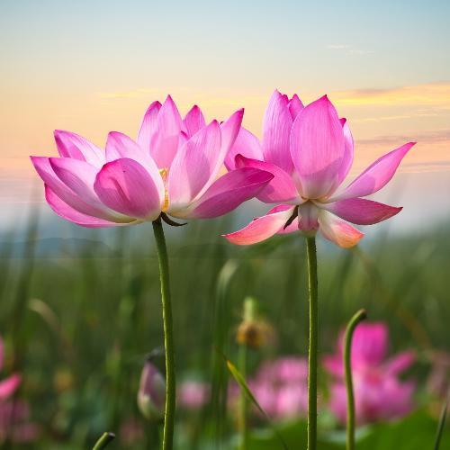 สมาชิกหมายเลข 4737759