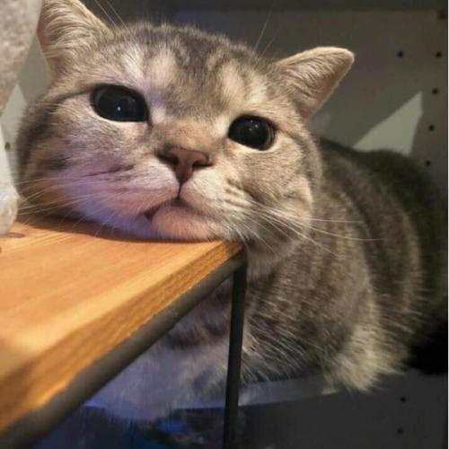 สมาชิกหมายเลข 5237998