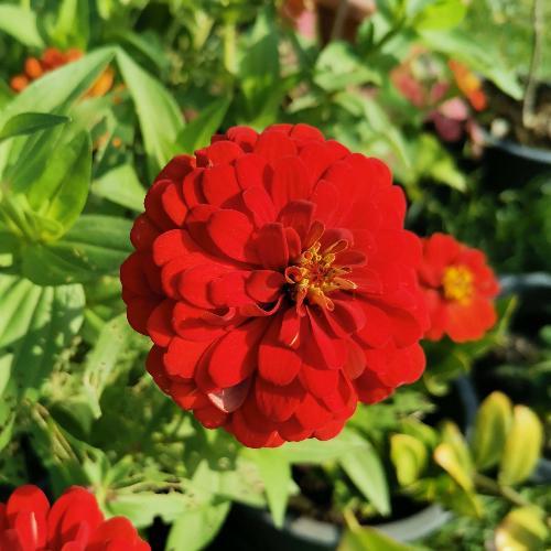 สมาชิกหมายเลข 4503935