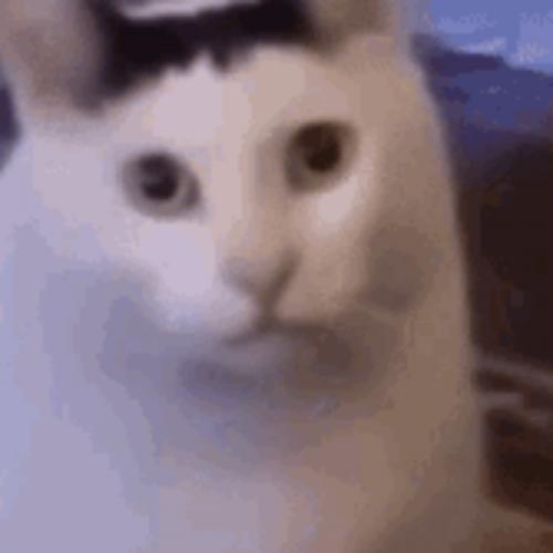 สมาชิกหมายเลข 8603482