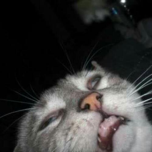 สมาชิกหมายเลข 4508212