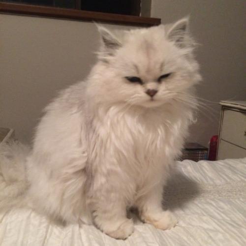 สมาชิกหมายเลข 5204784