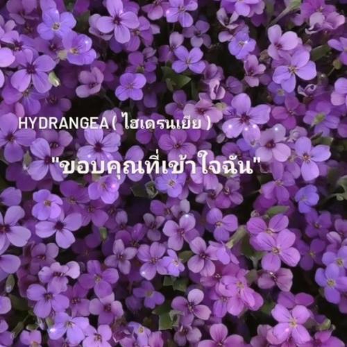 สมาชิกหมายเลข 6896383