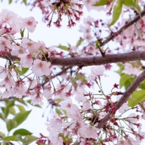 สมาชิกหมายเลข 6770540