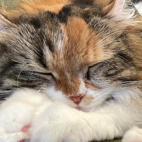 สมาชิกหมายเลข 1109691