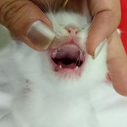 สมาชิกหมายเลข 4513801