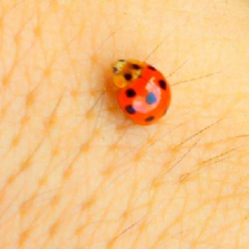 สมาชิกหมายเลข 4850300