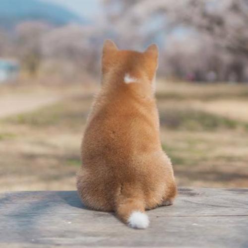 สมาชิกหมายเลข 4513695