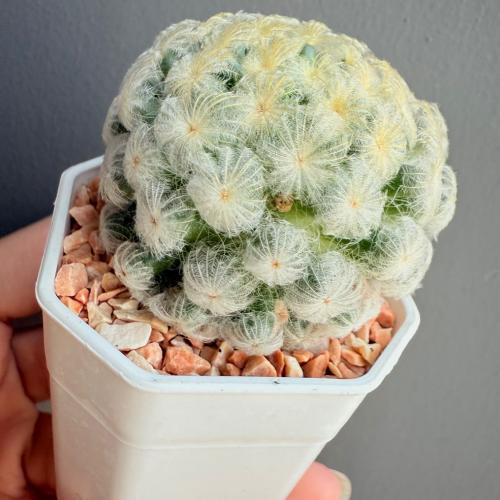 สมาชิกหมายเลข 8603818