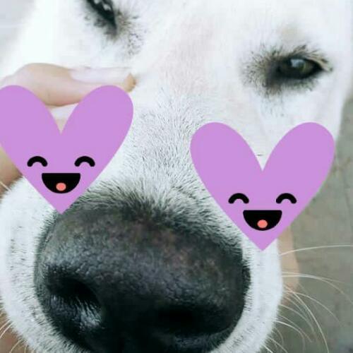 สมาชิกหมายเลข 4513855