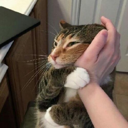 สมาชิกหมายเลข 5239401