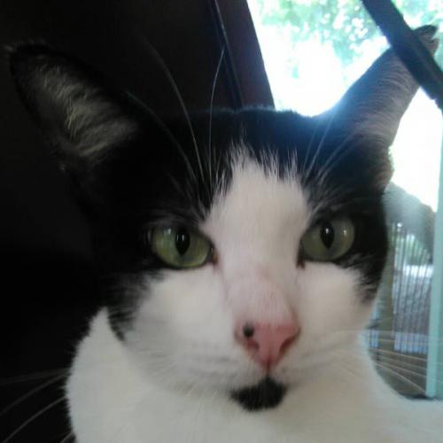 ขอร้อง อย่าเอาแมวไปแห่