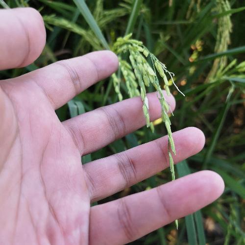 สมาชิกหมายเลข 5908451