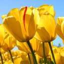 สมาชิกหมายเลข 4513421