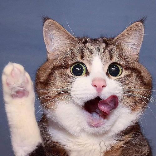 สมาชิกหมายเลข 5239898