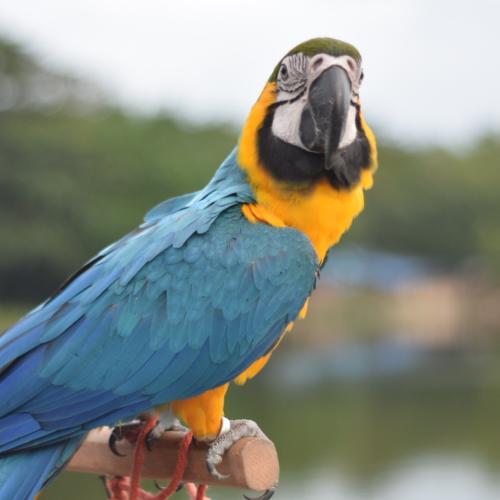 สมาชิกหมายเลข 5239940