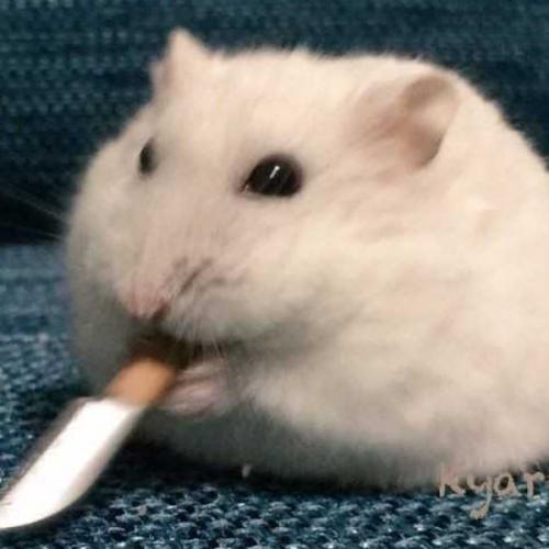 สมาชิกหมายเลข 2433668