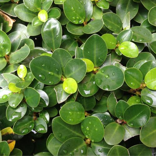 ชื่ออะไรไม่สำคัญ