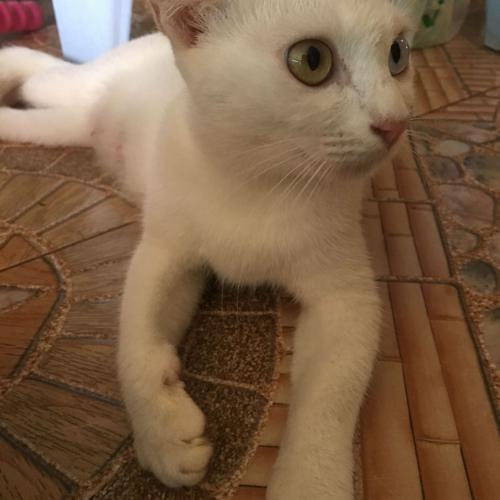 สมาชิกหมายเลข 4430994