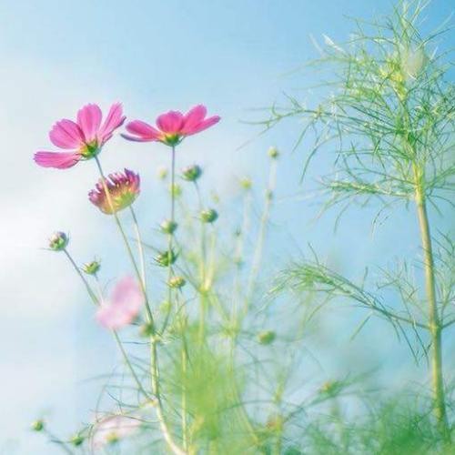 สมาชิกหมายเลข 4851411