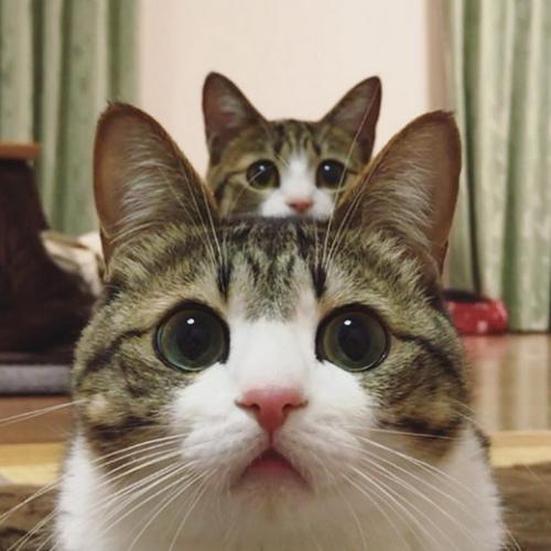 สมาชิกหมายเลข 4889248