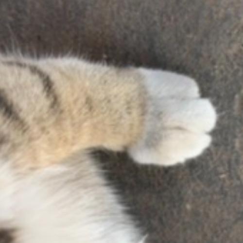 สมาชิกหมายเลข 2605685