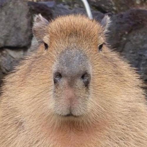 สมาชิกหมายเลข 3132569