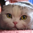 สมาชิกหมายเลข 4069288