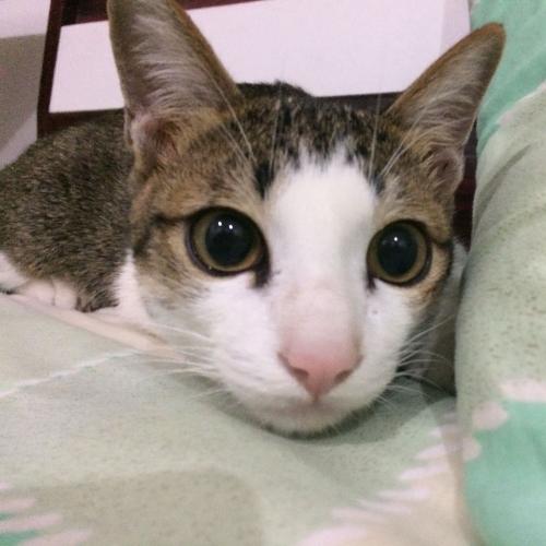 สมาชิกหมายเลข 4511413