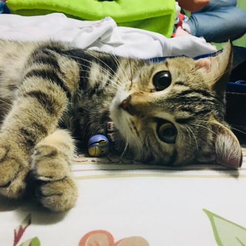 สมาชิกหมายเลข 4515016