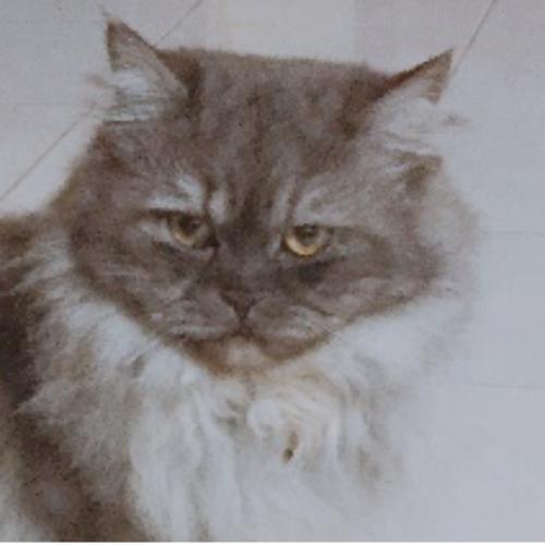 สมาชิกหมายเลข 4515122