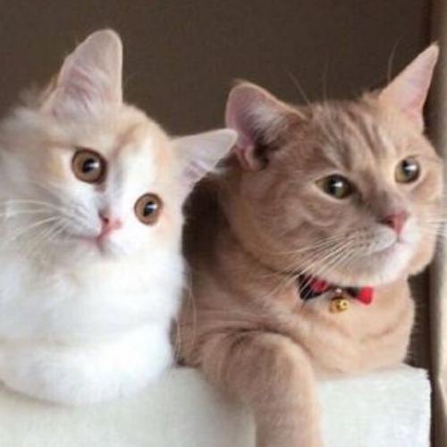 สมาชิกหมายเลข 4851605