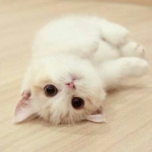 สมาชิกหมายเลข 5239768