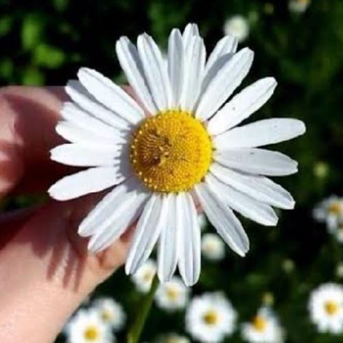 สมาชิกหมายเลข 6000071