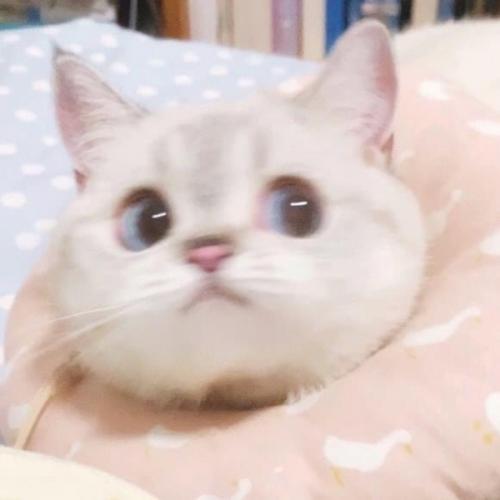 สมาชิกหมายเลข 6246730