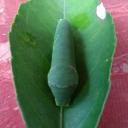 แมวท้องยุ้ย