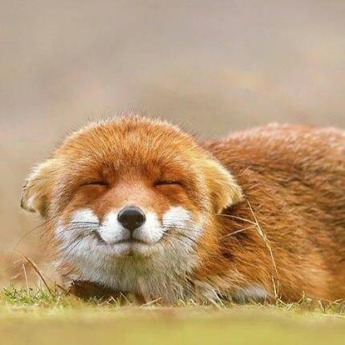 สมาชิกหมายเลข 2565916